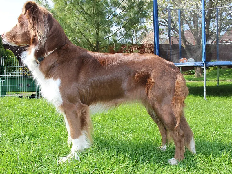 Australian Shepherd