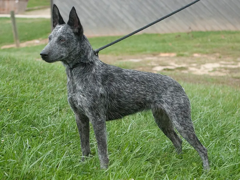 Australian Stumpy Tail Cattle Dog