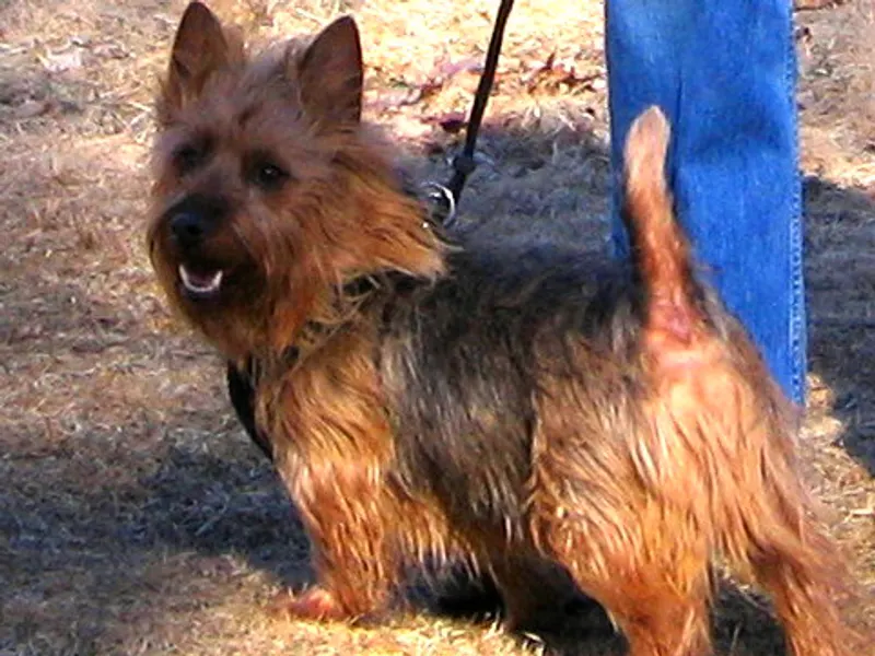 Australian Terrier