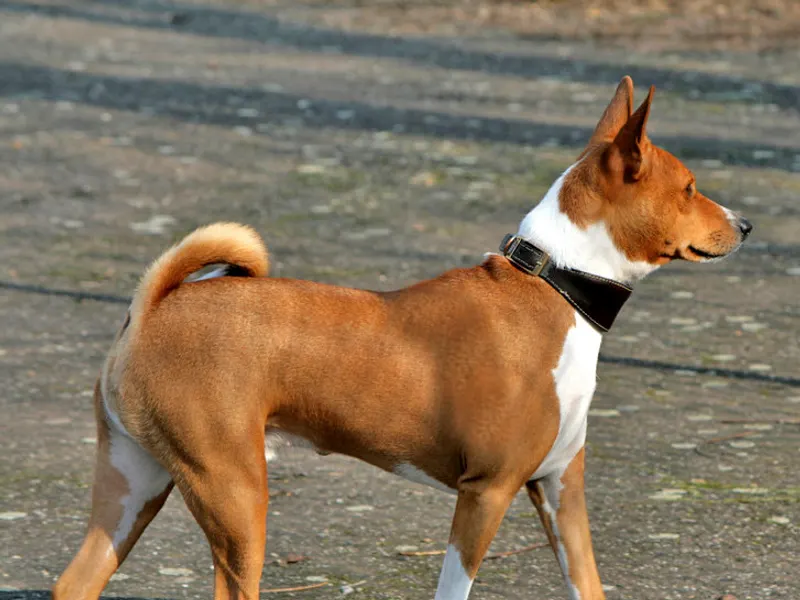 Basenji