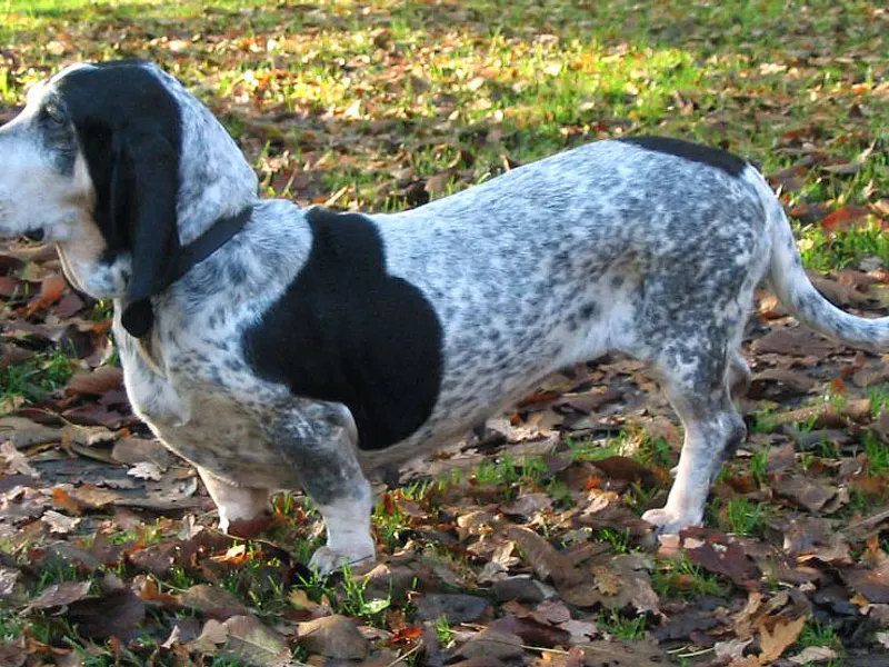 Basset Bleu de Gascogne