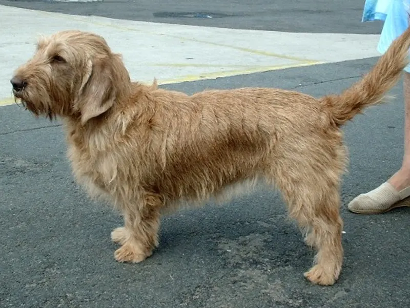 Basset Fauve de Bretagne