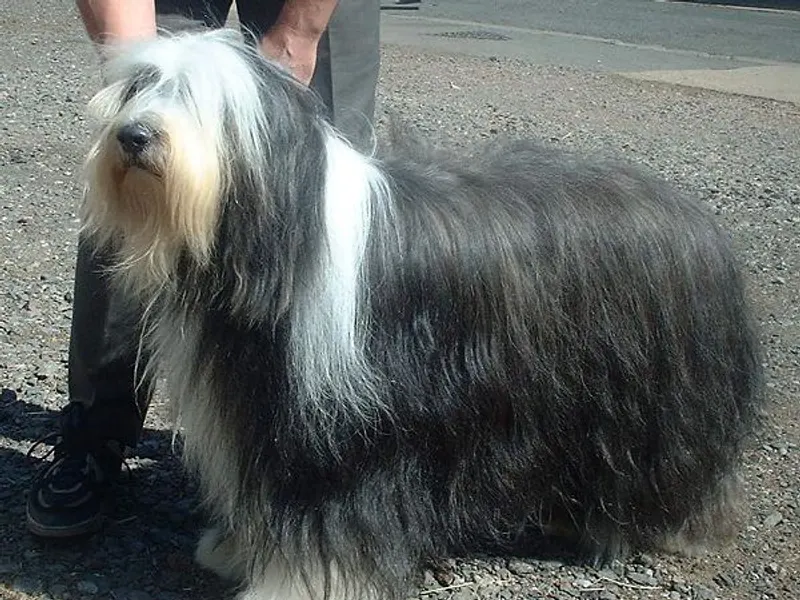 Bearded Collie