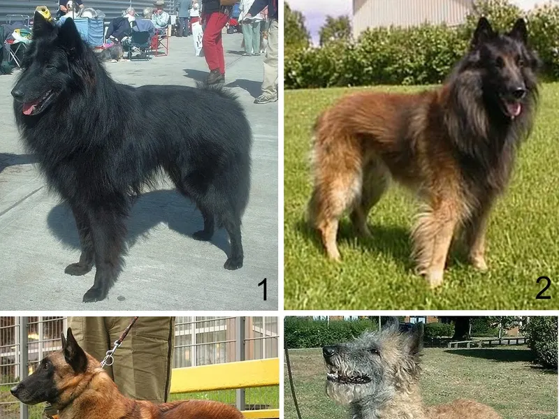 Belgian Tervuren