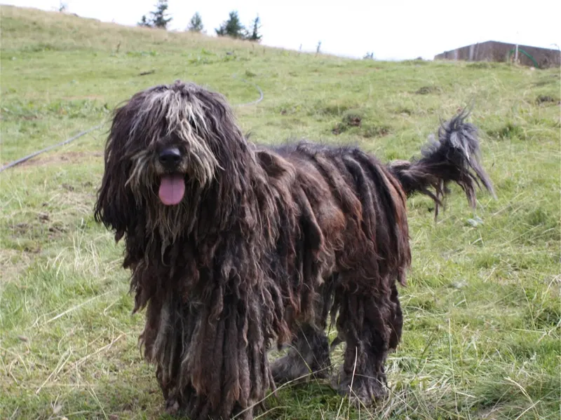 Bergamasco Sheepdog
