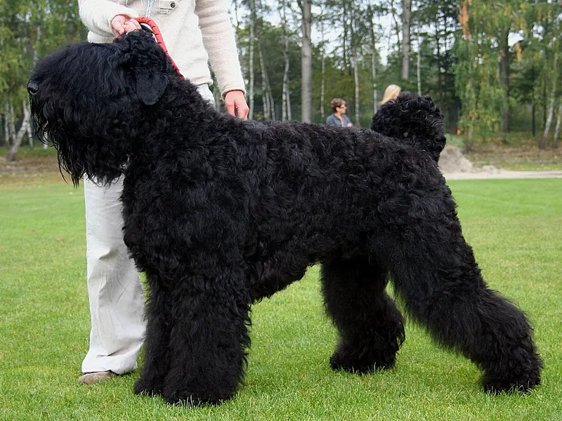 Black Russian Terrier