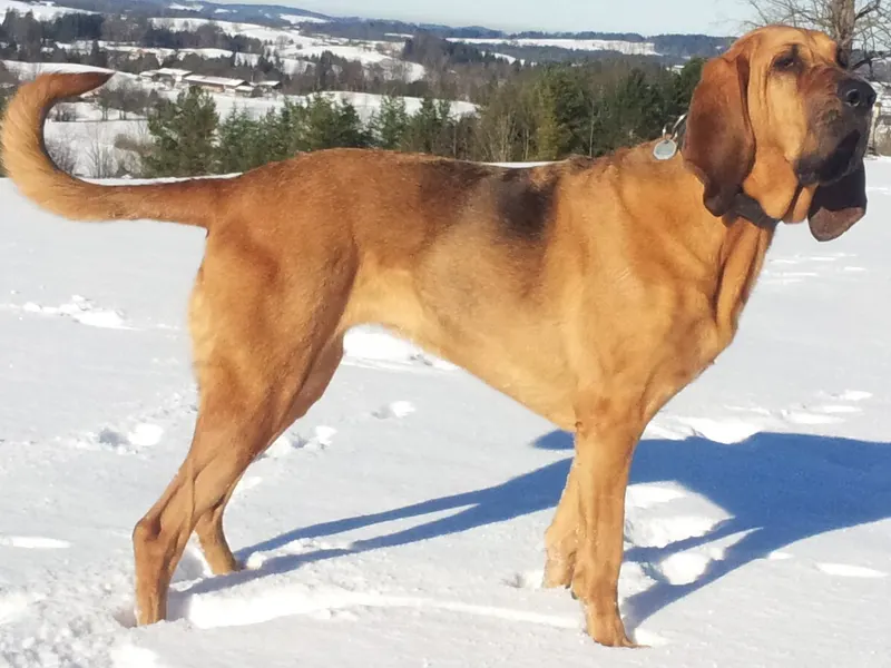 Bloodhound
