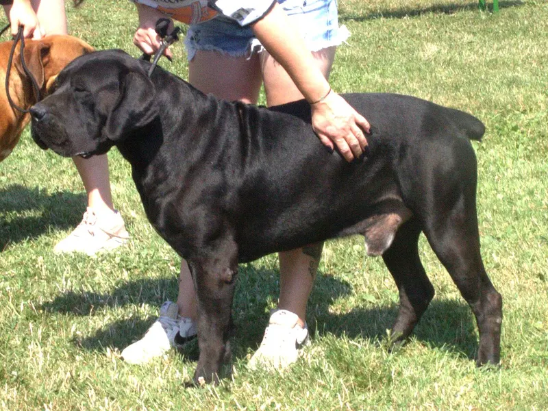 Boerboel