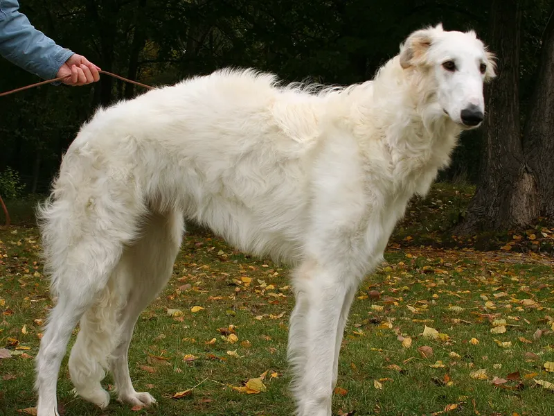 Borzoi