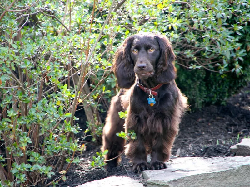 Boykin Spaniel