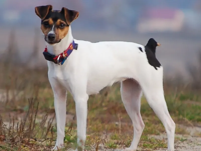 Brazilian Terrier