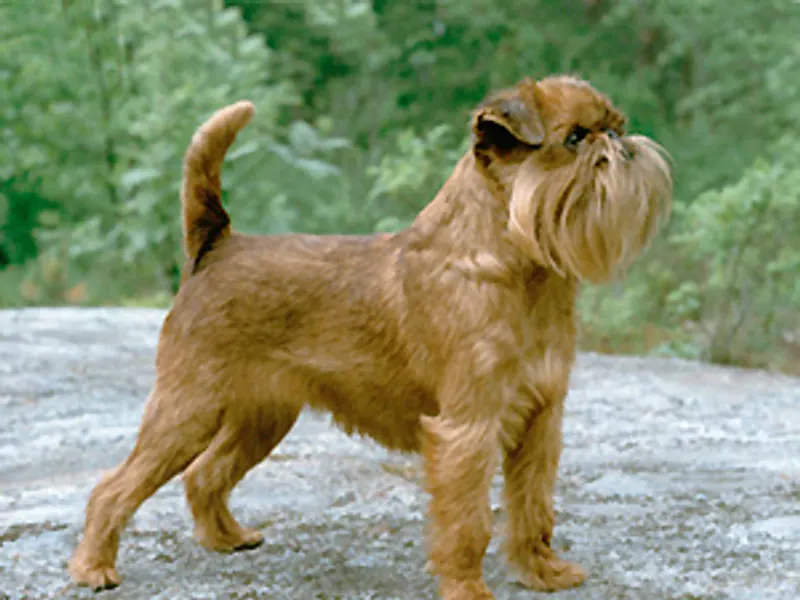 Brussels Griffon