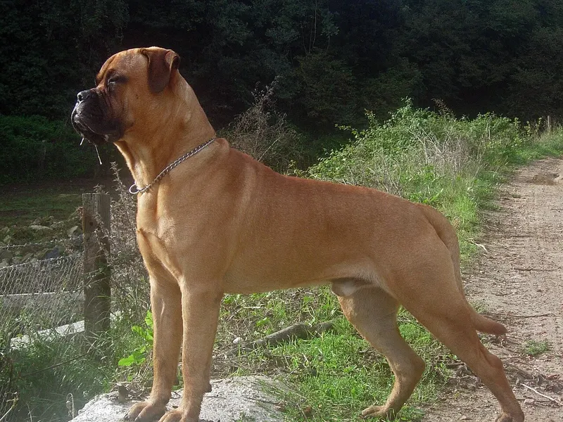 Bullmastiff