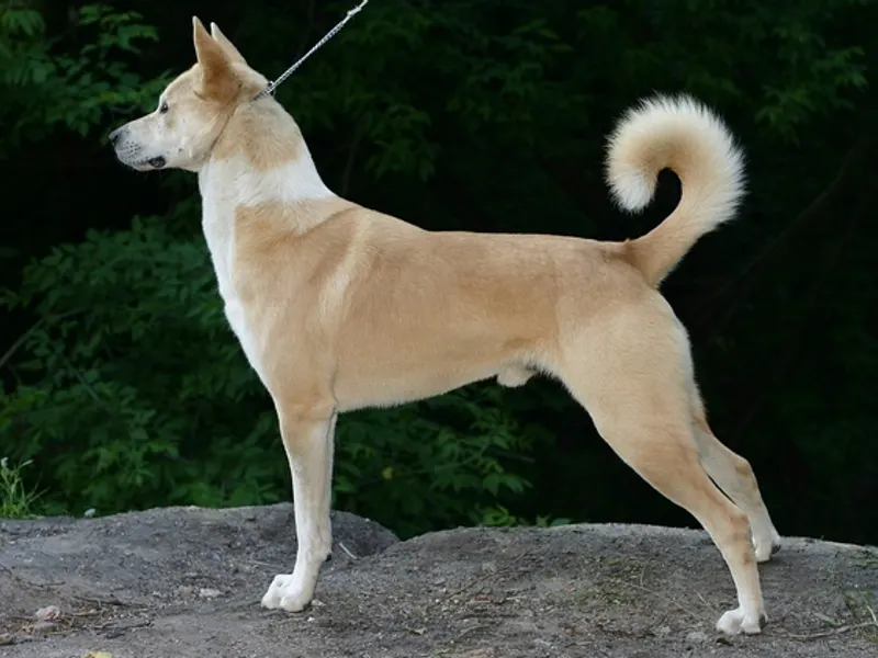 Canaan Dog