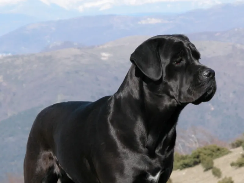Cane Corso