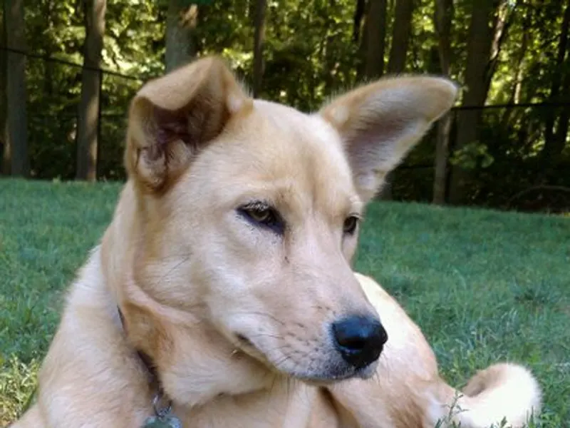 Carolina Dog