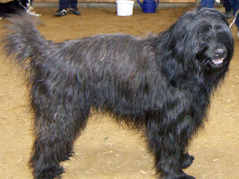 Catalan Sheepdog