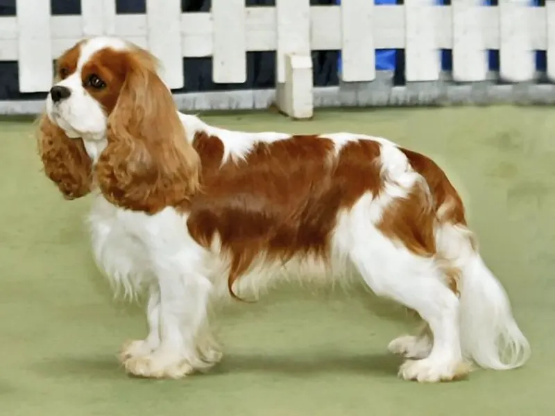 Cavalier King Charles Spaniel
