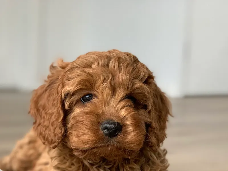 Cavapoo