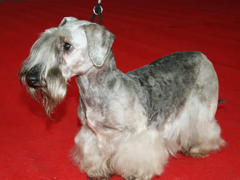 Cesky Terrier