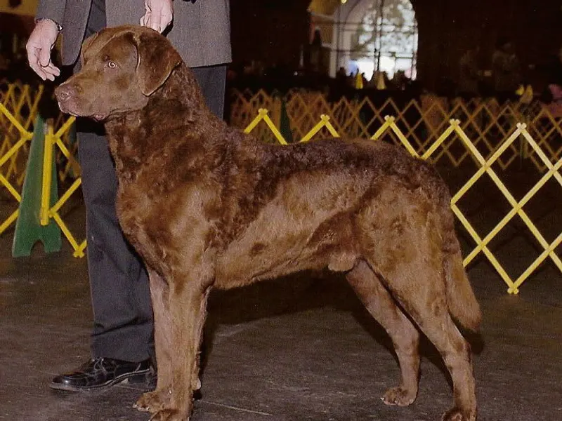 Chesapeake Bay Retriever