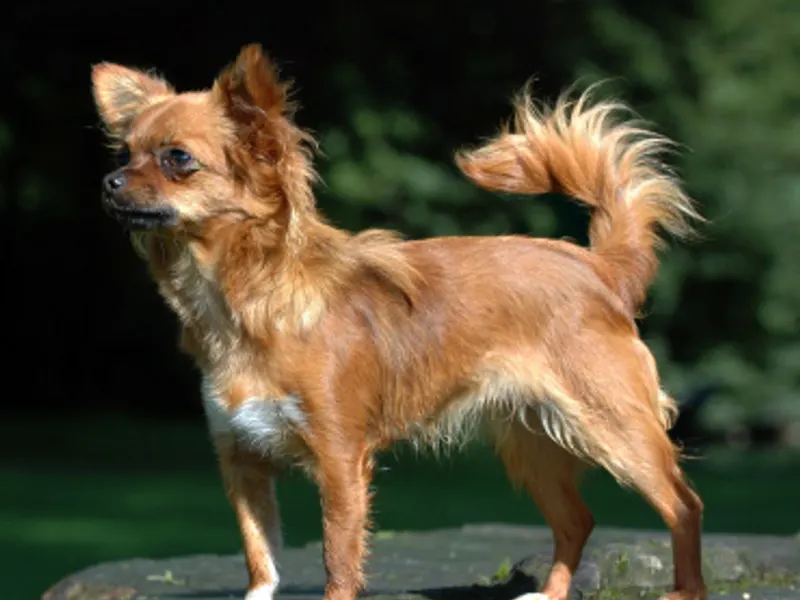 Chihuahua
