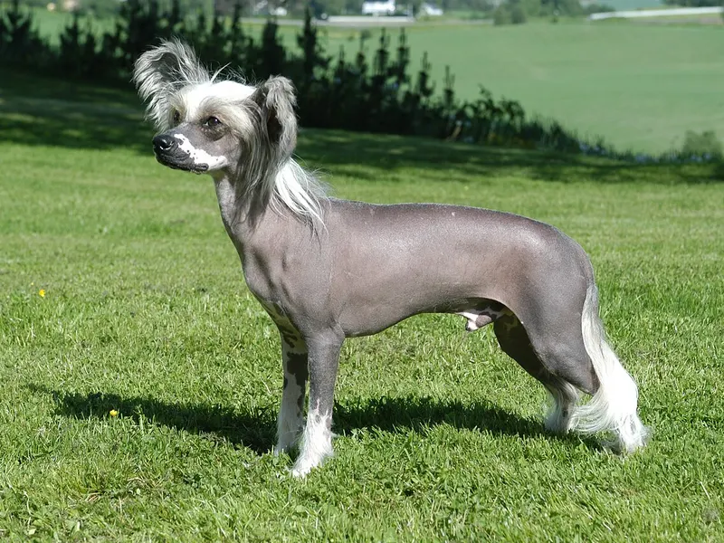Chinese Crested