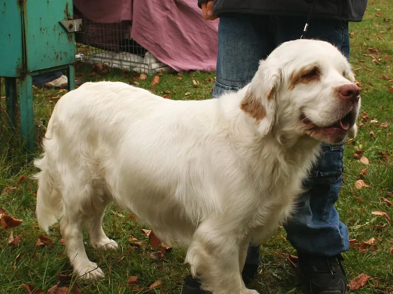 Clumber Spaniel