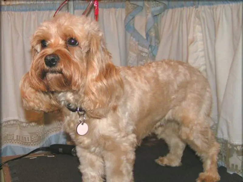 Cockapoo