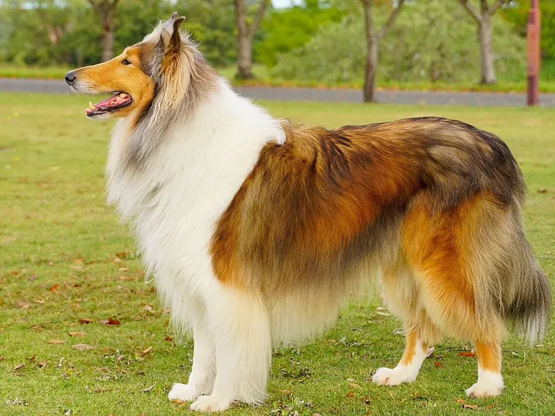 Collie