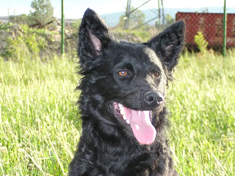 Croatian Sheepdog