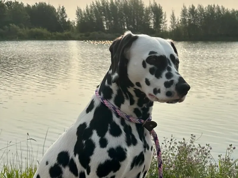 Dalmatian