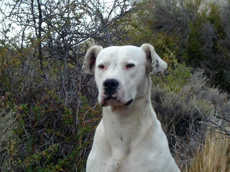 Dogo Argentino