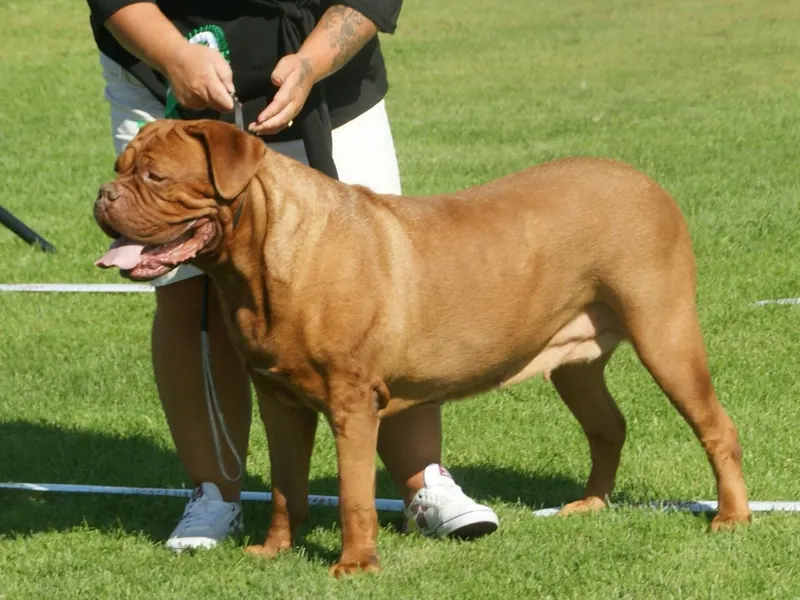 Dogue de Bordeaux