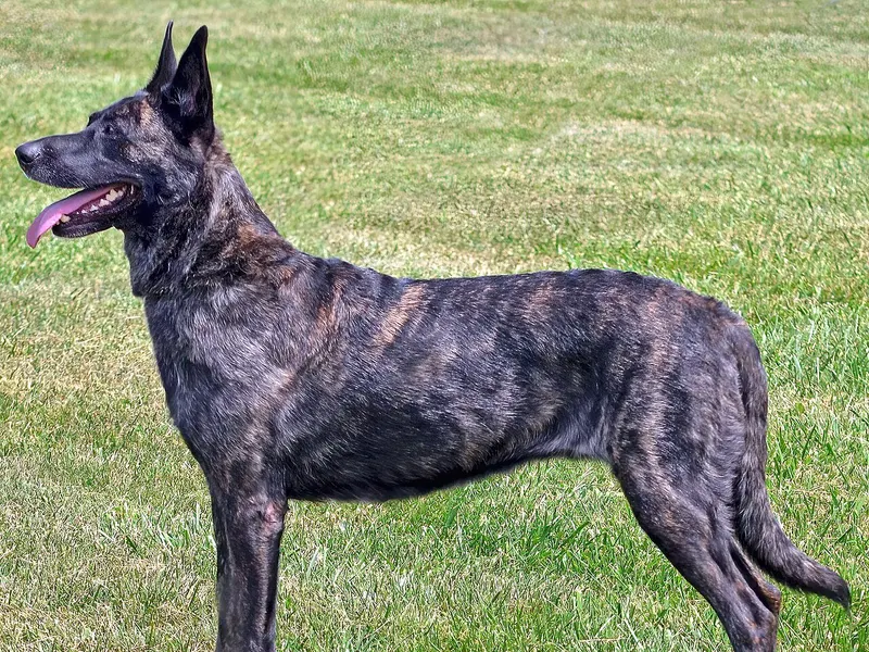 Dutch Shepherd