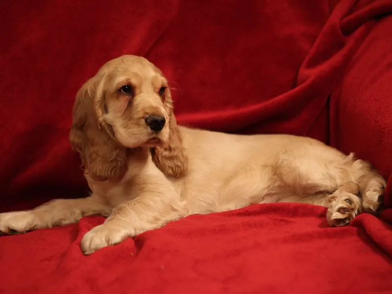 English Cocker Spaniel