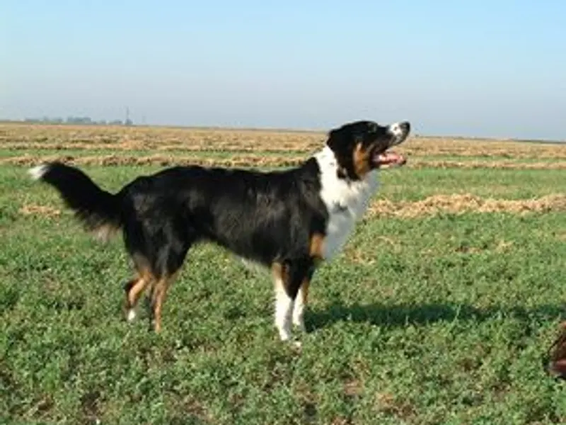English Shepherd