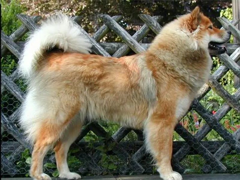 Eurasier