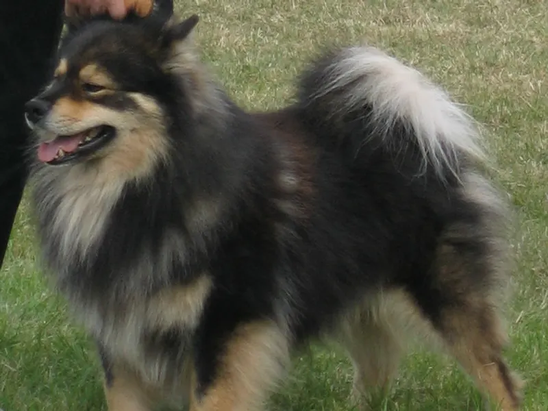 Finnish Lapphund
