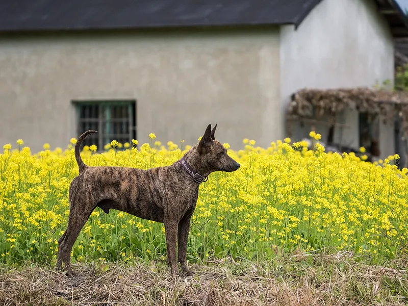 Formosan Mountain Dog