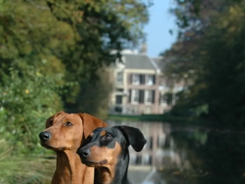 German Pinscher