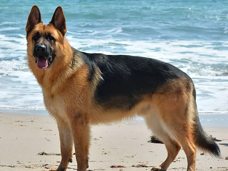 German Shepherd Dog