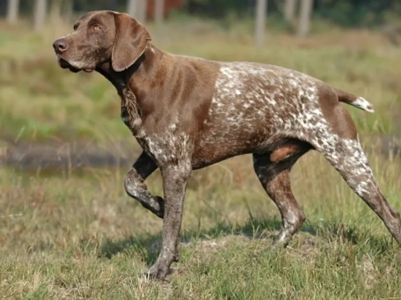 German Shorthaired Pointer