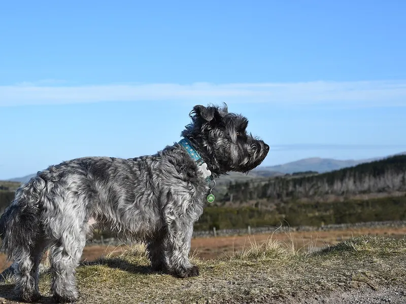 Glen of Imaal Terrier