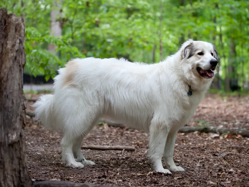 Great Pyrenees