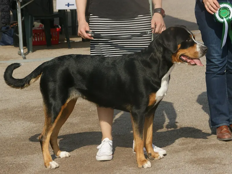 Greater Swiss Mountain Dog