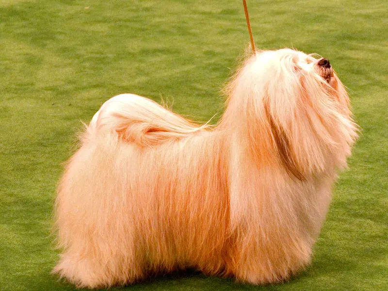 Havanese