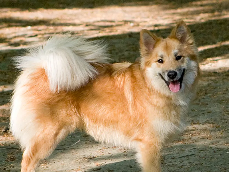 Icelandic Sheepdog
