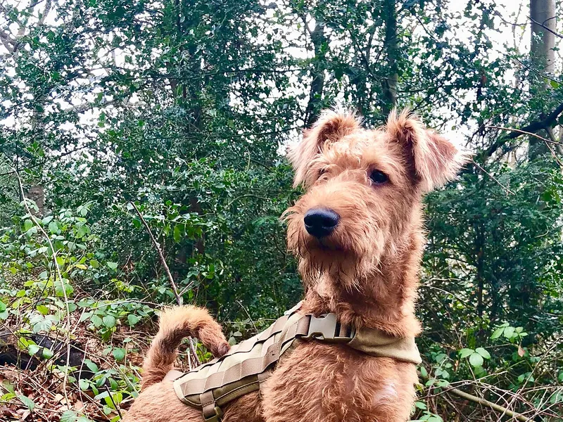 Irish Terrier
