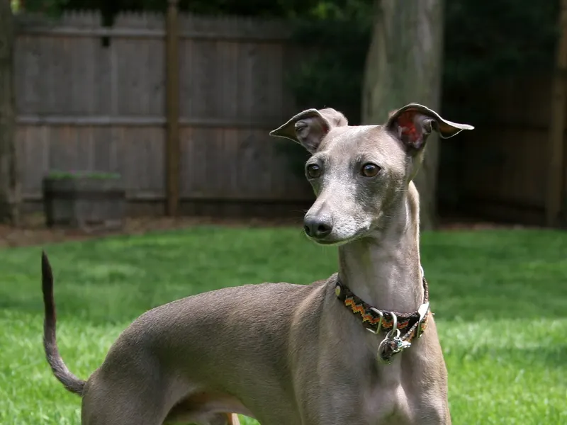 Italian Greyhound